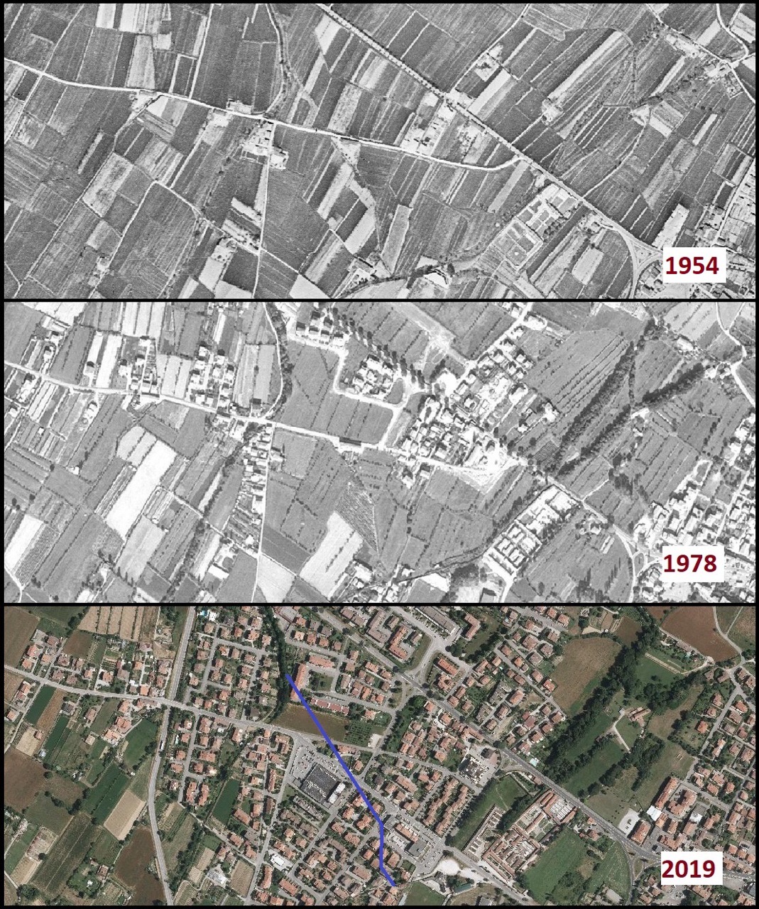Frantoio 1954-1978-2019