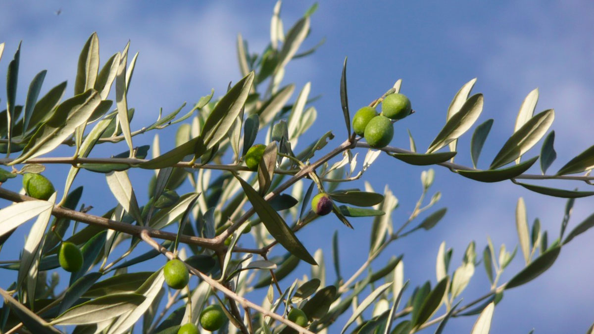 olivi 