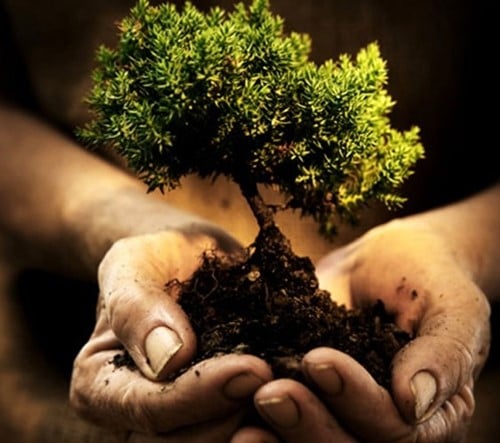 Adotta una pianta ovvero come restituire il verde a Sansepolcro. 1 Adotta una pianta ovvero come restituire il verde a Sansepolcro. - Ambiente | TTV.it