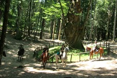 Il parco nazionale delle Foreste casentinesi "Patrimonio dell' Umanità" Unesco - Attualità | TTV.it