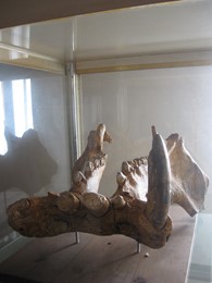 Un progetto per la raccolta civica. Presto a Città di Castello anche un museo arecheologico. Se ne occuperà l'Unipg - Attualità | TTV.it