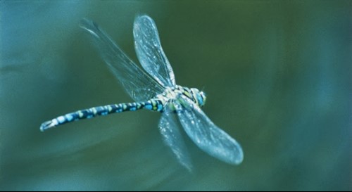 Amanti della natura arriva 'app che aiuta a riconoscere le libellule - Ambiente | TTV.it