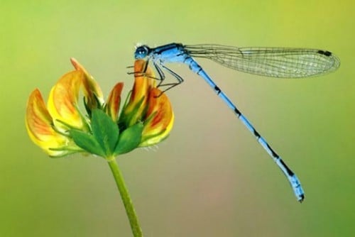 Amanti della natura arriva 'app che aiuta a riconoscere le libellule - Ambiente | TTV.it