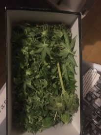 Arrestati e processati due studenti a Perugia. La polizia scopre nel loro appartamento una fabbrica di marijuana 1 Arrestati e processati due studenti a Perugia. La polizia scopre nel loro appartamento una fabbrica di marijuana - Attualità | TTV.it