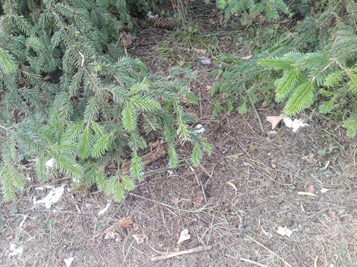 Incuria nel parco di Villa Montesca. Nel centenario dedicato al Barone Franchetti c'è chi manda in malora il suo patrimonio ambientale - Attualità | TTV.it
