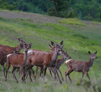 25 postazioni di emissione dell'ululato del lupo e circa 300 punti di rilevazione tra Toscana e Romagna - Ambiente | TTV.it