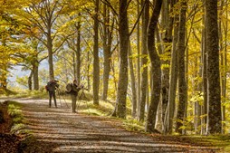 Rame, vinaccia, miele, ruggine e oro: i primi freddi accendono i colori delle foreste. Sette settimane d'autunno nei tre versanti del Parco Nazionale - Ambiente | TTV.it