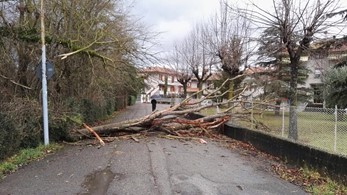 Strade bloccate da alberi caduti a San Secondo e Titta: squadre operative del comune al lavoro per ripristinare il traffico 1 Strade bloccate da alberi caduti a San Secondo e Titta: squadre operative del comune al lavoro per ripristinare il traffico - Attualità | TTV.it