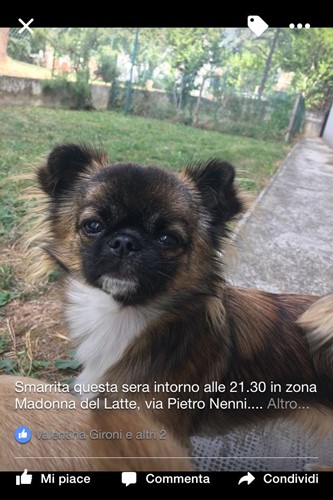 Alla ricerca di Cloe. Si è allontanata giovedì sera, la padrona chiede aiuto ai cittadini per poterla riabbracciare 2 Alla ricerca di Cloe. Si è allontanata giovedì sera, la padrona chiede aiuto ai cittadini per poterla riabbracciare - Attualità | TTV.it