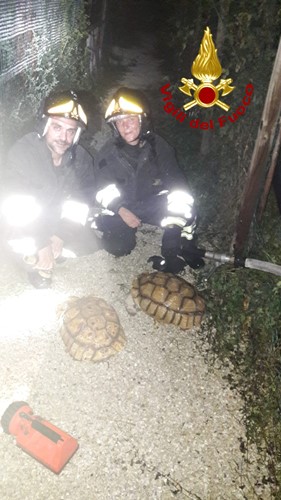Incendio in un negozio di animali di Città di Castello. Vigili del Fuoco in azione domenica sera. - Attualità | TTV.it