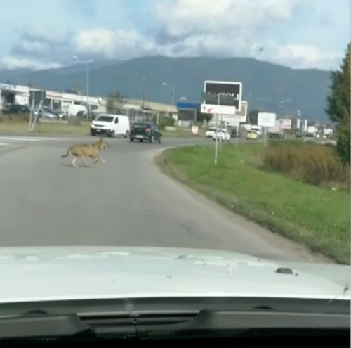 Lupi in Valtiberina fra Umbria e Toscana, avvistamenti in valle. 2 Lupi in Valtiberina fra Umbria e Toscana, avvistamenti in valle. - Attualità | TTV.it
