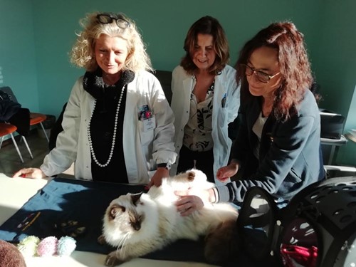 All'ospedale di Arezzo arriva "Simba", il gatto Ragdoll per la Pet Terapy nei reparti 2 All'ospedale di Arezzo arriva "Simba", il gatto Ragdoll per la Pet Terapy nei reparti - Attualità | TTV.it