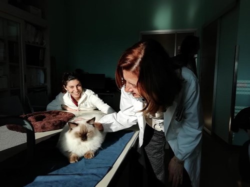 All'ospedale di Arezzo arriva "Simba", il gatto Ragdoll per la Pet Terapy nei reparti 3 All'ospedale di Arezzo arriva "Simba", il gatto Ragdoll per la Pet Terapy nei reparti - Attualità | TTV.it
