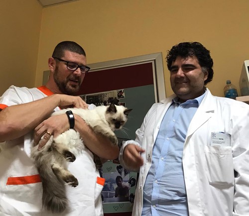 All'ospedale di Arezzo arriva "Simba", il gatto Ragdoll per la Pet Terapy nei reparti 1 All'ospedale di Arezzo arriva "Simba", il gatto Ragdoll per la Pet Terapy nei reparti - Attualità | TTV.it