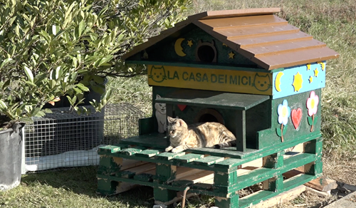 Una casetta per una colonia di gatti, il dono di un nonno per i felini e per i propri nipoti 3 Una casetta per una colonia di gatti, il dono di un nonno per i felini e per i propri nipoti - Attualità | TTV.it