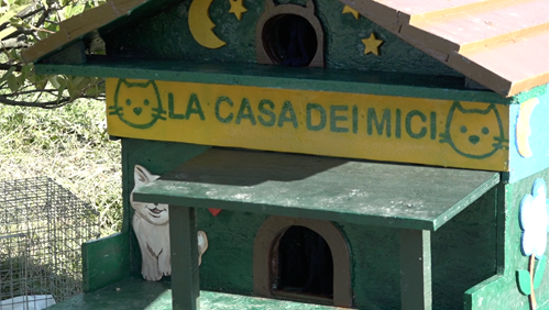 Una casetta per una colonia di gatti, il dono di un nonno per i felini e per i propri nipoti 2 Una casetta per una colonia di gatti, il dono di un nonno per i felini e per i propri nipoti - Attualità | TTV.it