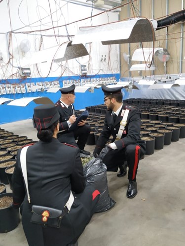 Carabinieri scoprono un capannone adibito alla coltivazione di Marijuana. Rinvenuti e sequestrati 37 kg di droga - Attualità | TTV.it