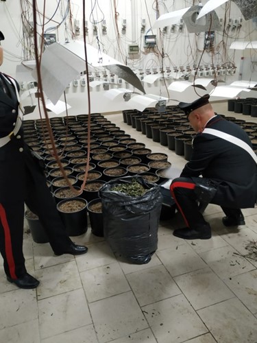 Carabinieri scoprono un capannone adibito alla coltivazione di Marijuana. Rinvenuti e sequestrati 37 kg di droga - Attualità | TTV.it