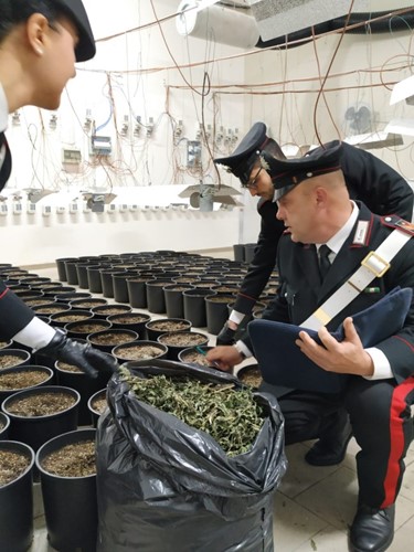 Carabinieri scoprono un capannone adibito alla coltivazione di Marijuana. Rinvenuti e sequestrati 37 kg di droga - Attualità | TTV.it