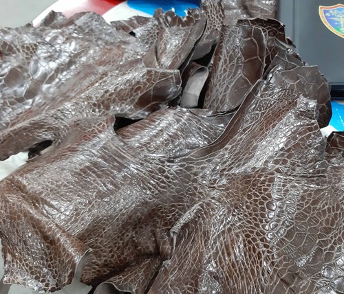 Sequestrato pellame illegale in un negozio di Monte San Savino 1 Sequestrato pellame illegale in un negozio di Monte San Savino - Attualità | TTV.it