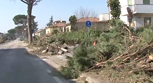 A Sansepolcro si fa il punto della situazione a cinque anni dalla forte tempesta di vento 1 A Sansepolcro si fa il punto della situazione a cinque anni dalla forte tempesta di vento - Attualità | TTV.it