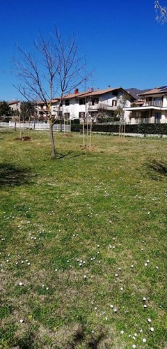15 nuovi alberi nel parco di Via di Montefeltro. A Sansepolcro al via importanti lavori di decoro nelle aree verdi 1 15 nuovi alberi nel parco di Via di Montefeltro. A Sansepolcro al via importanti lavori di decoro nelle aree verdi - Attualità | TTV.it