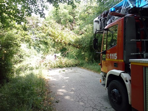 Albero pericolante rimosso dai Vigili del Fuoco 1 Albero pericolante rimosso dai Vigili del Fuoco - Attualità | TTV.it