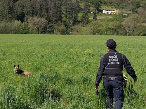 Bocconi killer ad Anghiari e Sansepolcro. L'unità cinofila setaccia le zone a rischio - Attualità | TTV.it