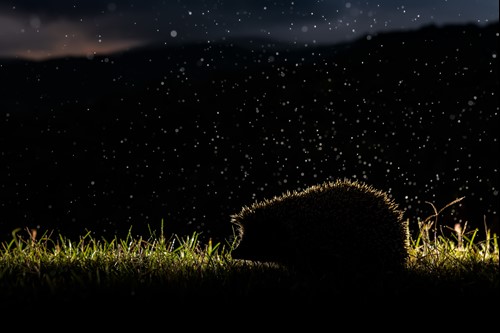 Le foto delle Foreste casentinesi vincono al concorso internazionale "Fotografare il Parco" 1 Le foto delle Foreste casentinesi vincono al concorso internazionale "Fotografare il Parco" - Ambiente | TTV.it