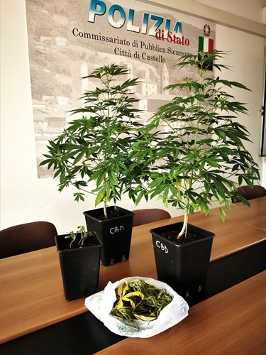 La Polizia sequestra piante di Mrijuana in un appartamento di Città di Castello - Attualità | TTV.it