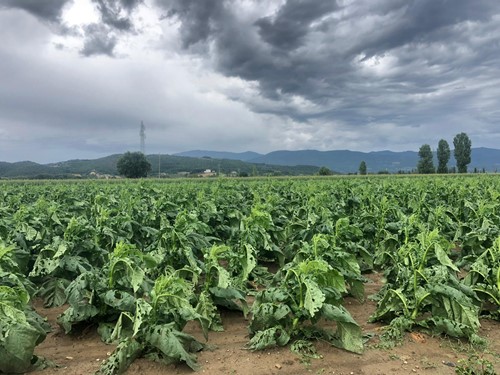 Grandine e forte vento in Valtiberina, danni per milioni di euro a colture e strutture ricettive 1 Grandine e forte vento in Valtiberina, danni per milioni di euro a colture e strutture ricettive - Ambiente | TTV.it