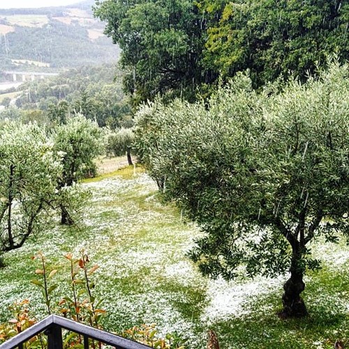 Grandine e forte vento in Valtiberina, danni per milioni di euro a colture e strutture ricettive 2 Grandine e forte vento in Valtiberina, danni per milioni di euro a colture e strutture ricettive - Ambiente | TTV.it