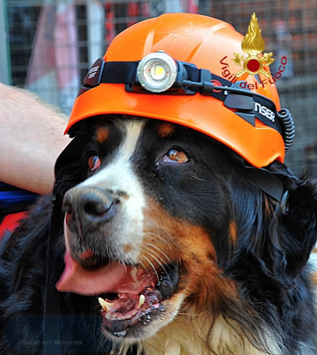 Addio a Kreole, il cane eroe dei Vigili del Fuoco 1 Addio a Kreole, il cane eroe dei Vigili del Fuoco - Attualità | TTV.it