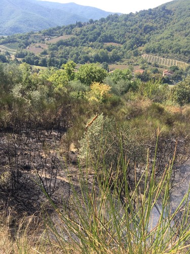 In fiamme un ettaro di bosco, Vigili del Fuoco al lavoro a Morra - Attualità | TTV.it