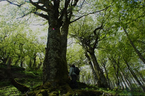 Il Parco nazionale delle foreste casentinesi e l'associazione "La grande via" insieme per la verifica scientifica dei benefici delle foreste sulla salute dell'uomo - Ambiente | TTV.it