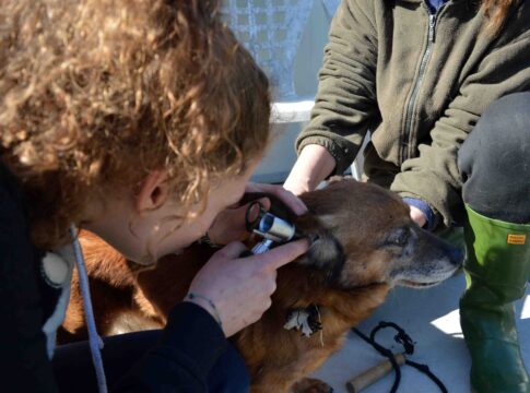 donazione-canile-2
