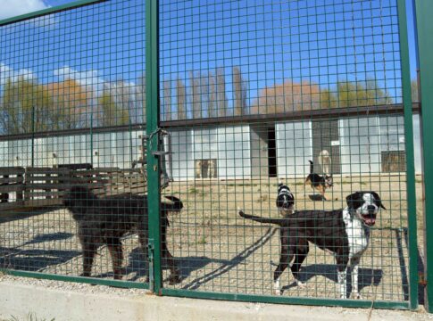 donazione-canile-4