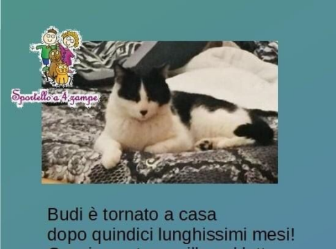 gatto gatto