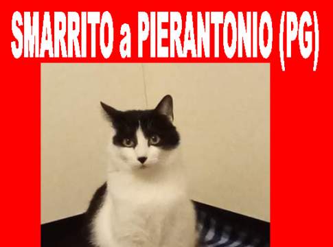 gatto2 gatto2