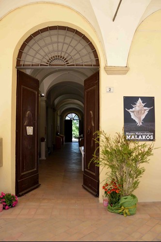 Il museo "Malakos" ospiterà i maggiori esperti al mondo di conchiglie 2 Il museo "Malakos" ospiterà i maggiori esperti al mondo di conchiglie - Cultura | TTV.it