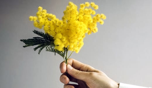 mimosa_donna520