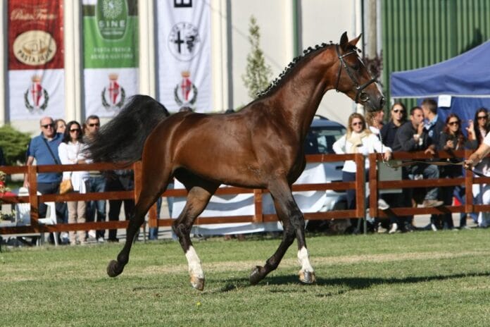 mostra_del_cavallo