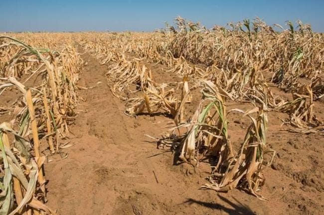 siccita_incendi_e_prezzo_del_latte_agricoltori_sardi_al_collasso_sos_disperato_alla_regione