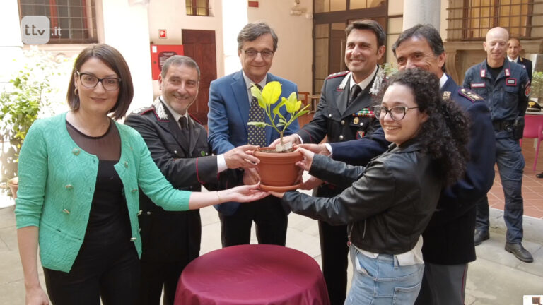 Talea per Falcone