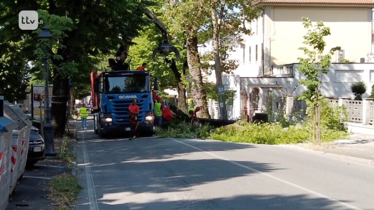 alberi viale
