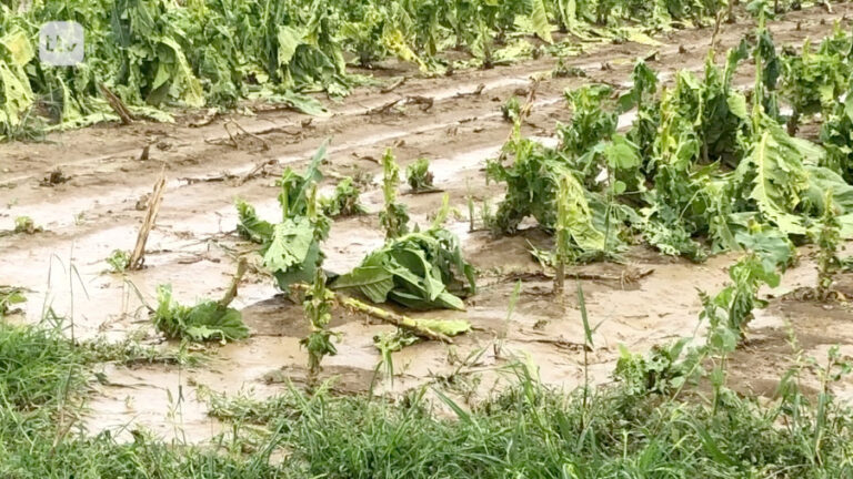 Danni tabacco a Gricignano