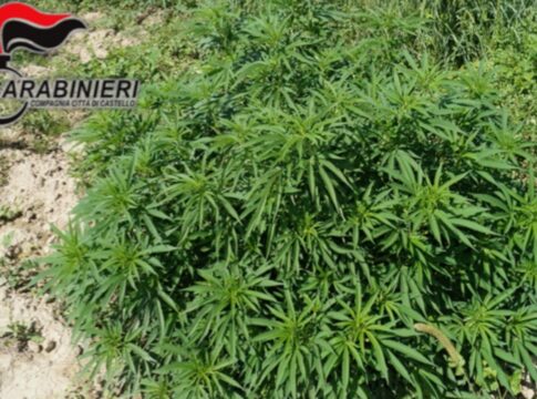 Una delle piante di marijuana