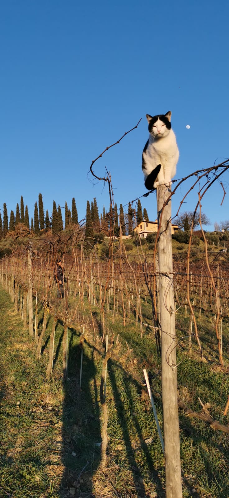 ca dell'odola