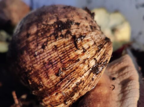 Achatina Achatina Malakos