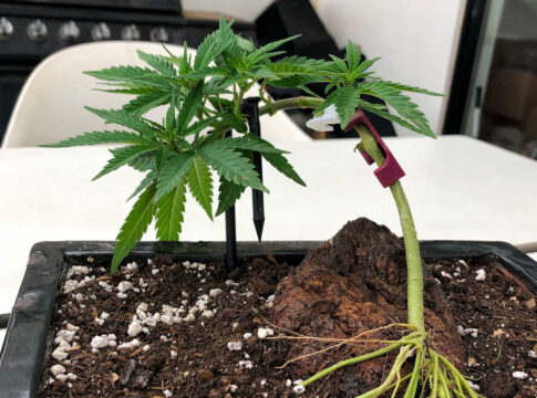 Cannabis Malta